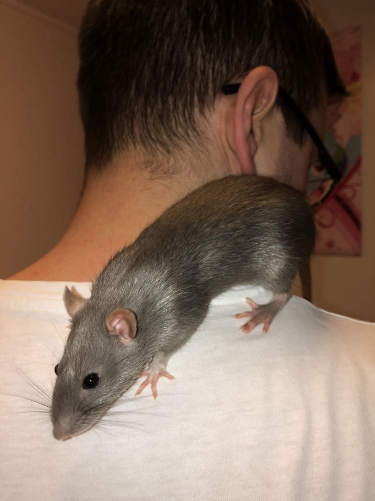 Fancy rat Pet only Rattus norvegicus 