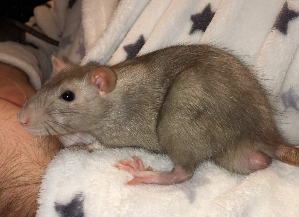 Fancy rat Pet only Rattus norvegicus 