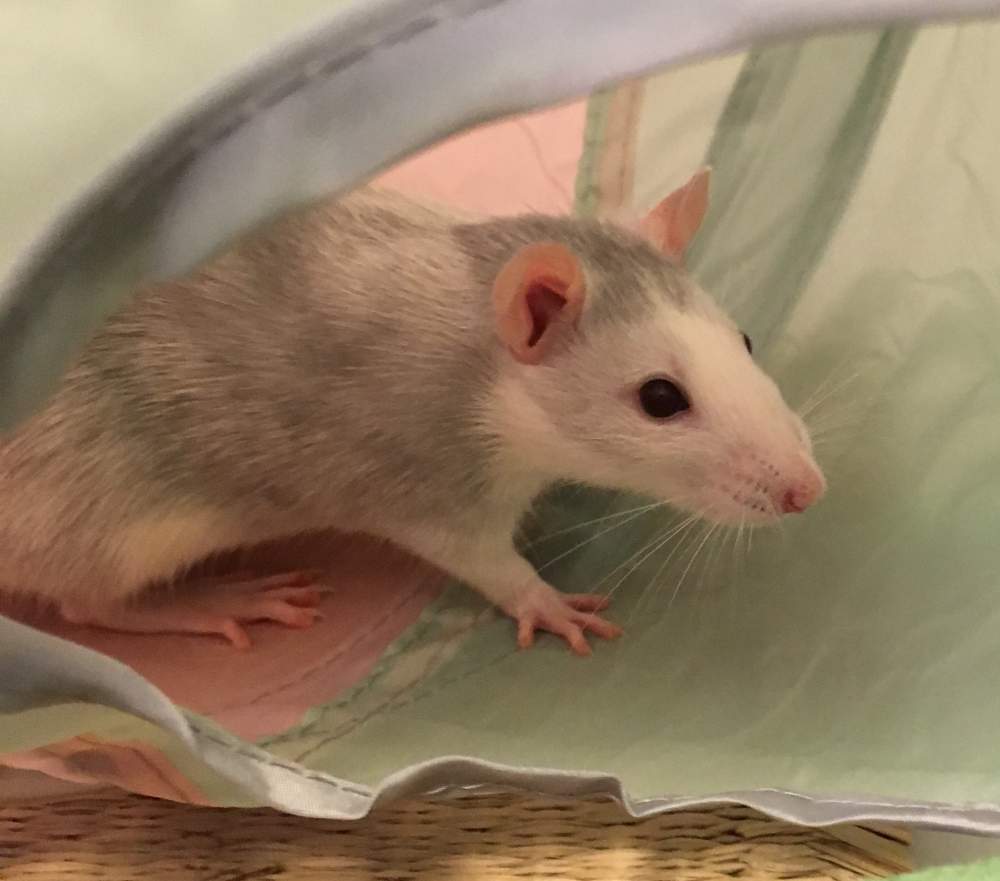 Fancy rat Pet only Rattus norvegicus 