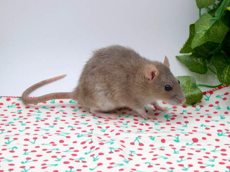 Fancy rat Retired Rattus norvegicus Denmark, Herning