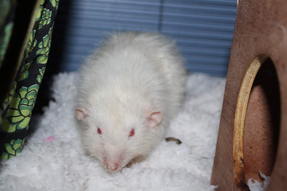 Fancy rat Retired Rattus norvegicus Canada