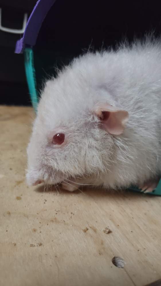 Fancy rat Deceased Rattus norvegicus Canada