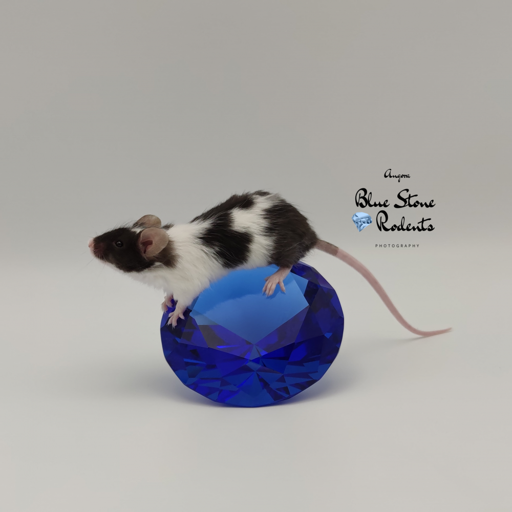 Fancy mouse Breeder Mus musculus 