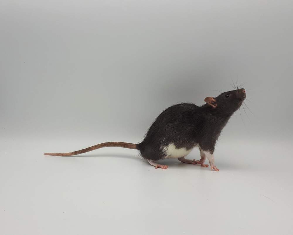 Fancy rat Breeder Rattus norvegicus 