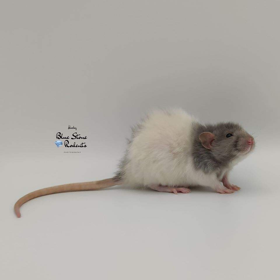 Fancy rat Breeder Rattus norvegicus 