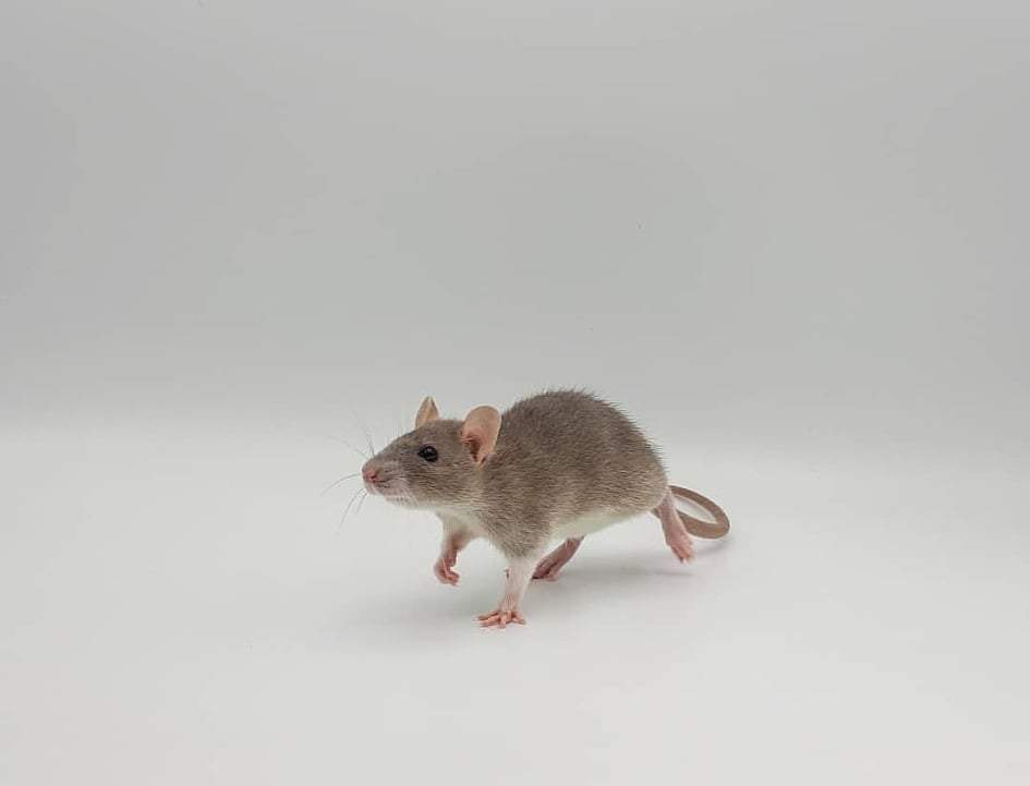 Fancy rat Breeder Rattus norvegicus 