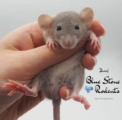 Fancy rat Breeder Rattus norvegicus 