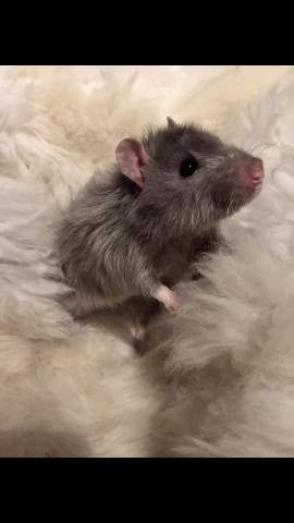 Fancy rat Owned by other Rattus norvegicus 