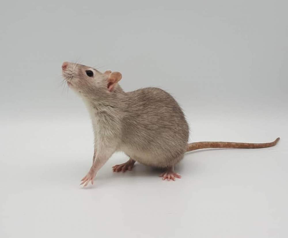 Fancy rat Owned by other Rattus norvegicus 