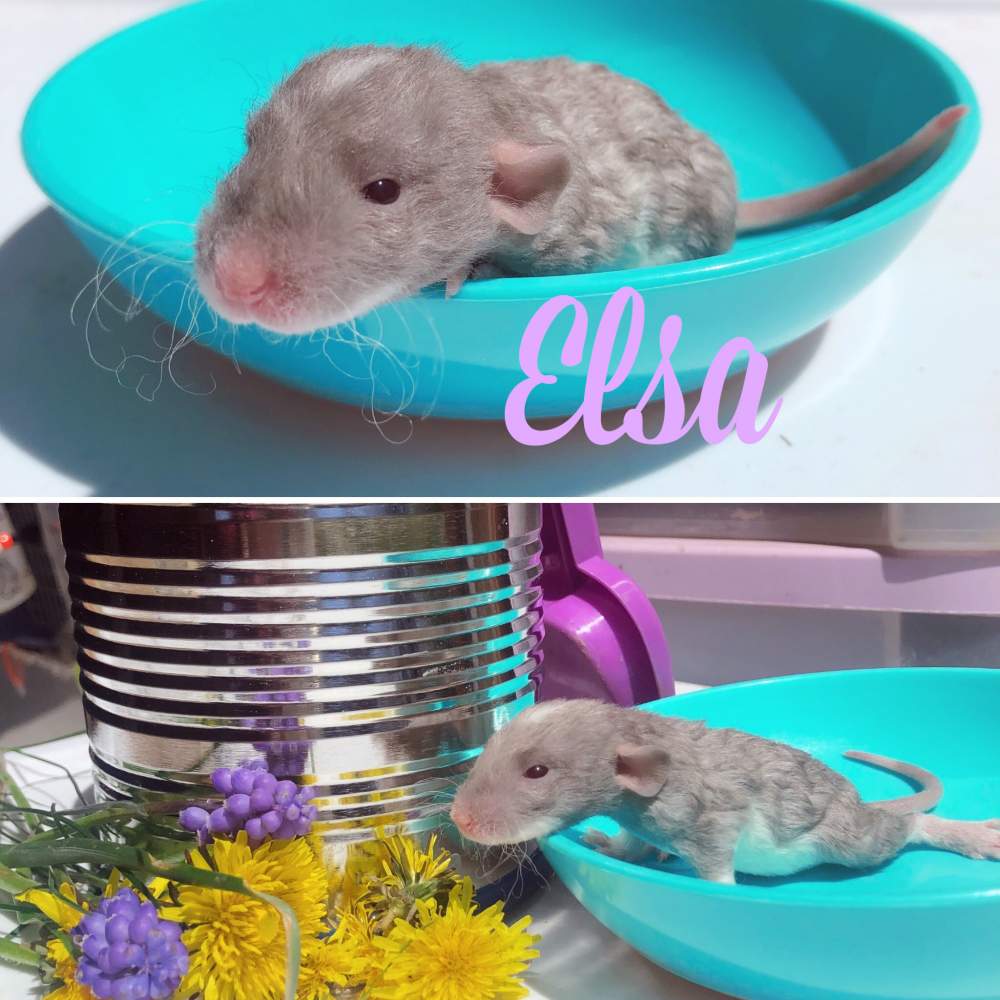 Fancy rat Pet only Rattus norvegicus 