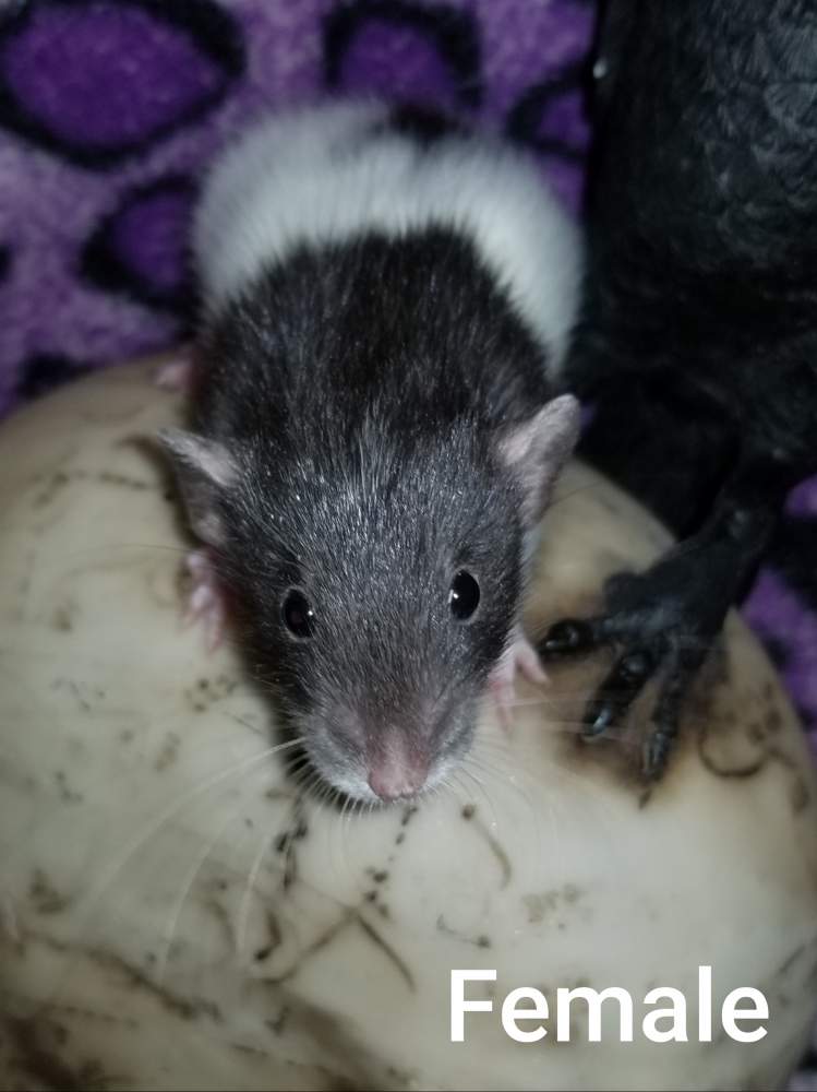 Fancy rat Rehomed Rattus norvegicus 