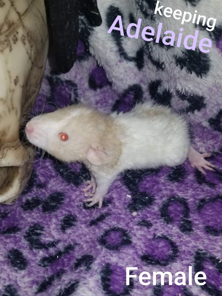 Fancy rat Breeder Rattus norvegicus 