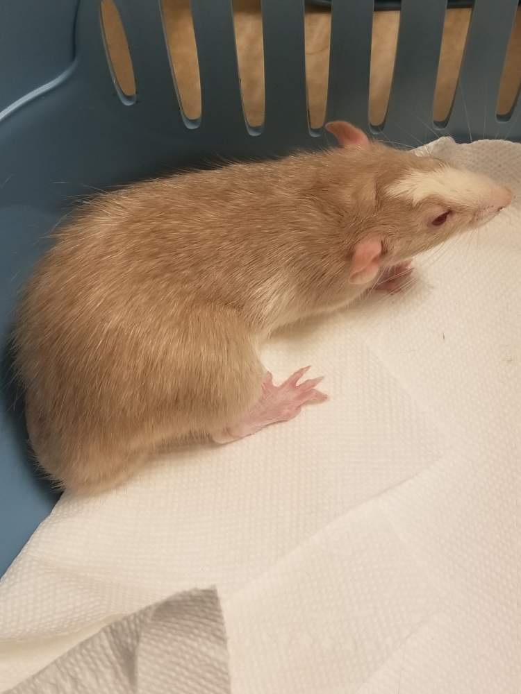 Fancy rat Breeder Rattus norvegicus 