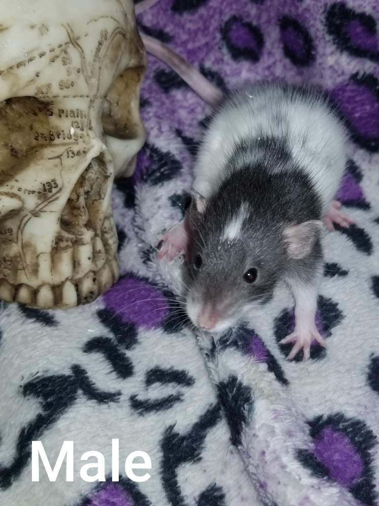 Fancy rat Rehomed Rattus norvegicus 