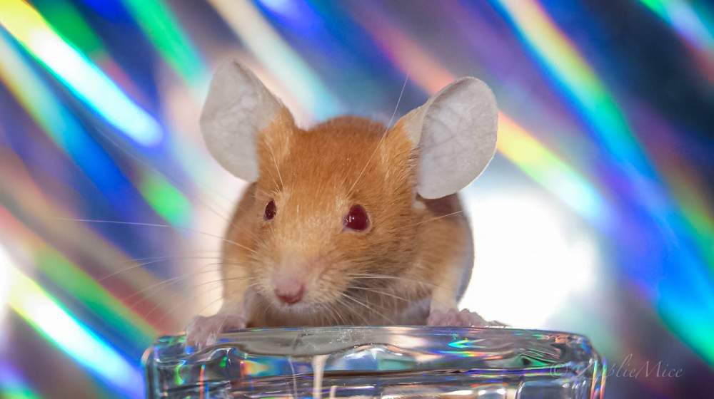 Fancy mouse Pet only Mus musculus 