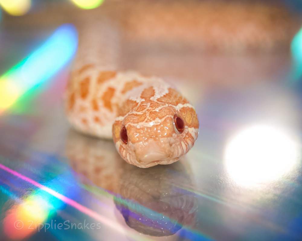 Western hognose snake Pet only Heterodon nasicus 