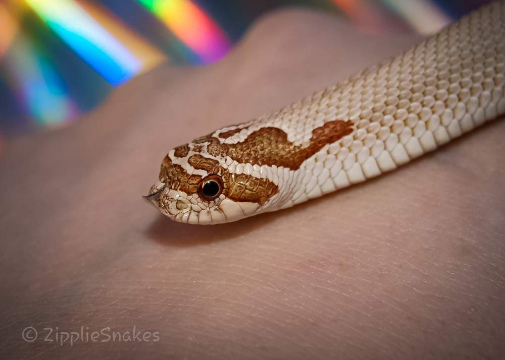 Western hognose snake Pet only Heterodon nasicus 