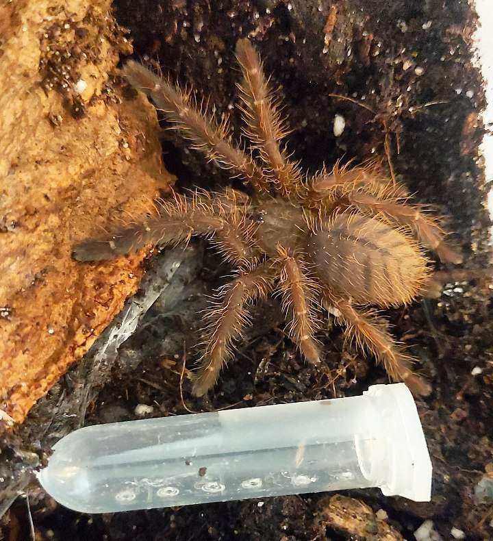 Omothymus violaceopes Pet only  