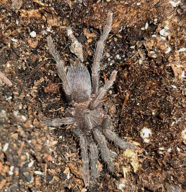 Orphnaecus sp. blue quezon Pet only  