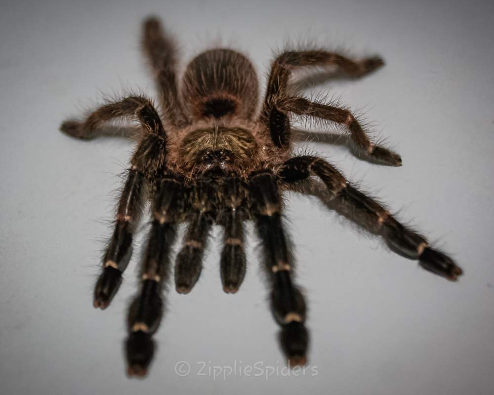 Psalmopoeus reduncus Pet only  