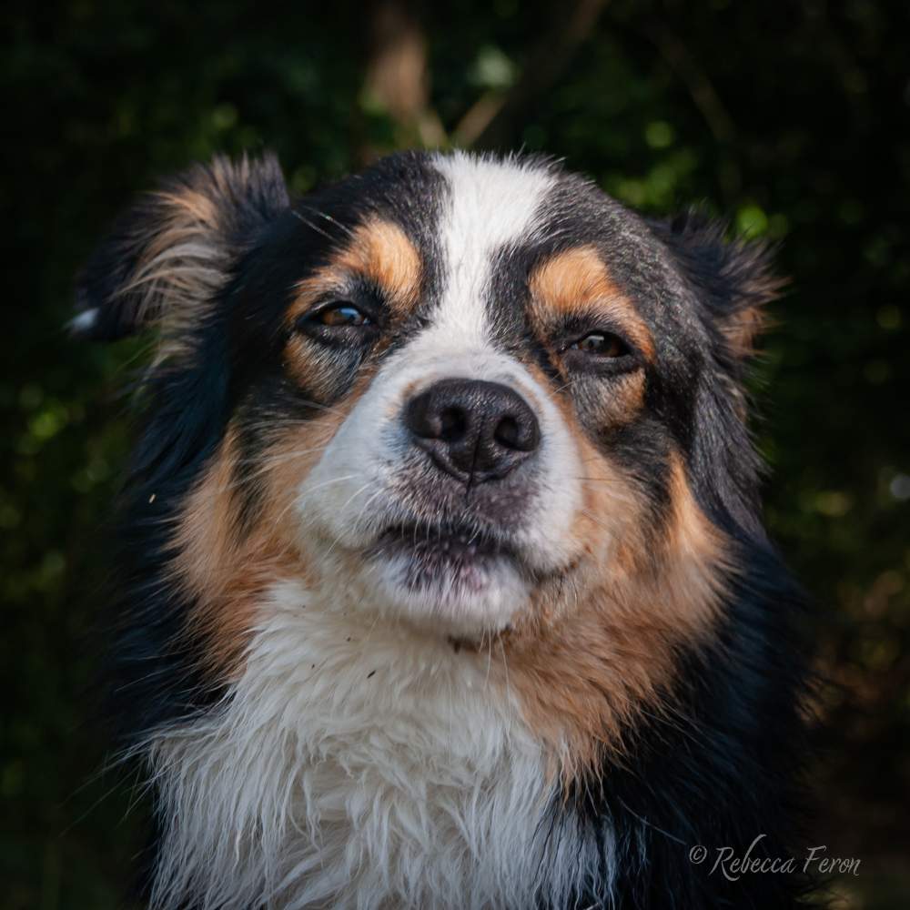 Australian Shepherd Pet only Canis lupus familiaris 