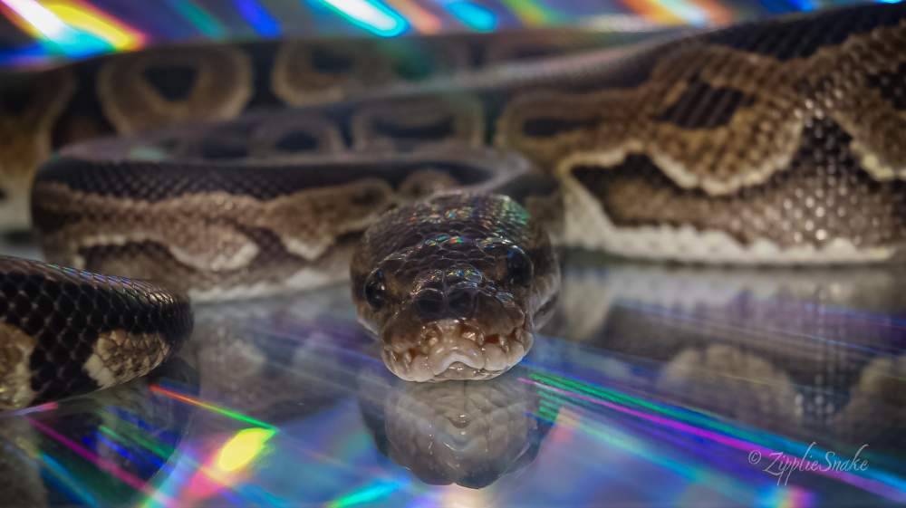 Ball python Pet only Python regius 