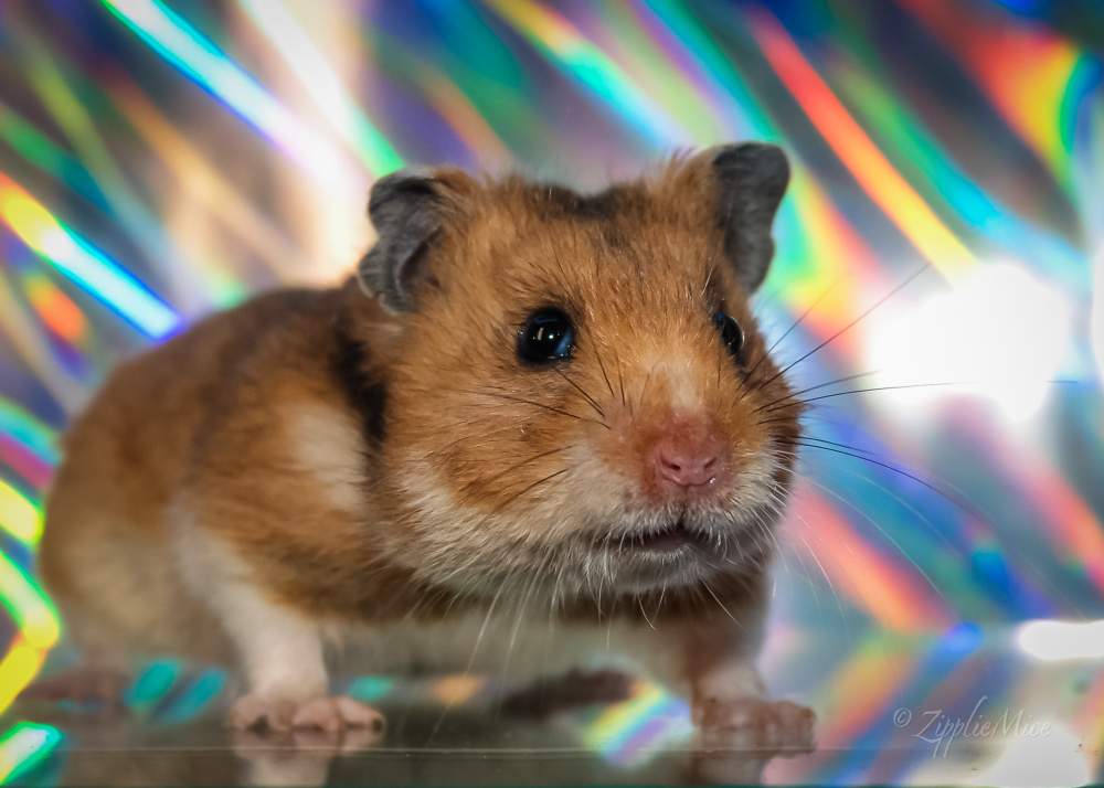 Golden hamster Pet only Mesocricetus auratus 