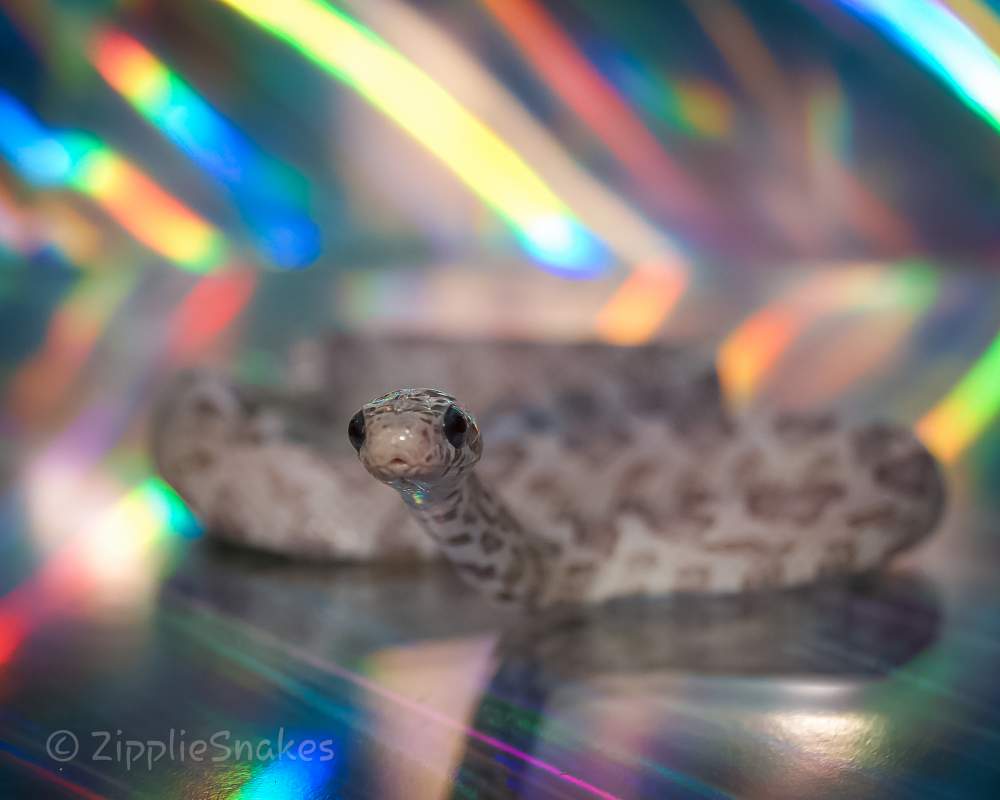 Corn snake (Pantherophis guttatus) Pet only Pantherophis guttatus 