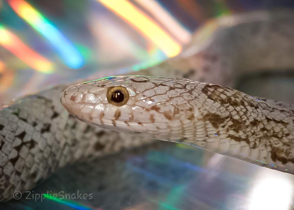 Corn snake (Pantherophis guttatus) Pet only Pantherophis guttatus 
