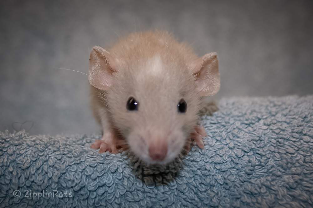Fancy rat Pet only Rattus norvegicus 