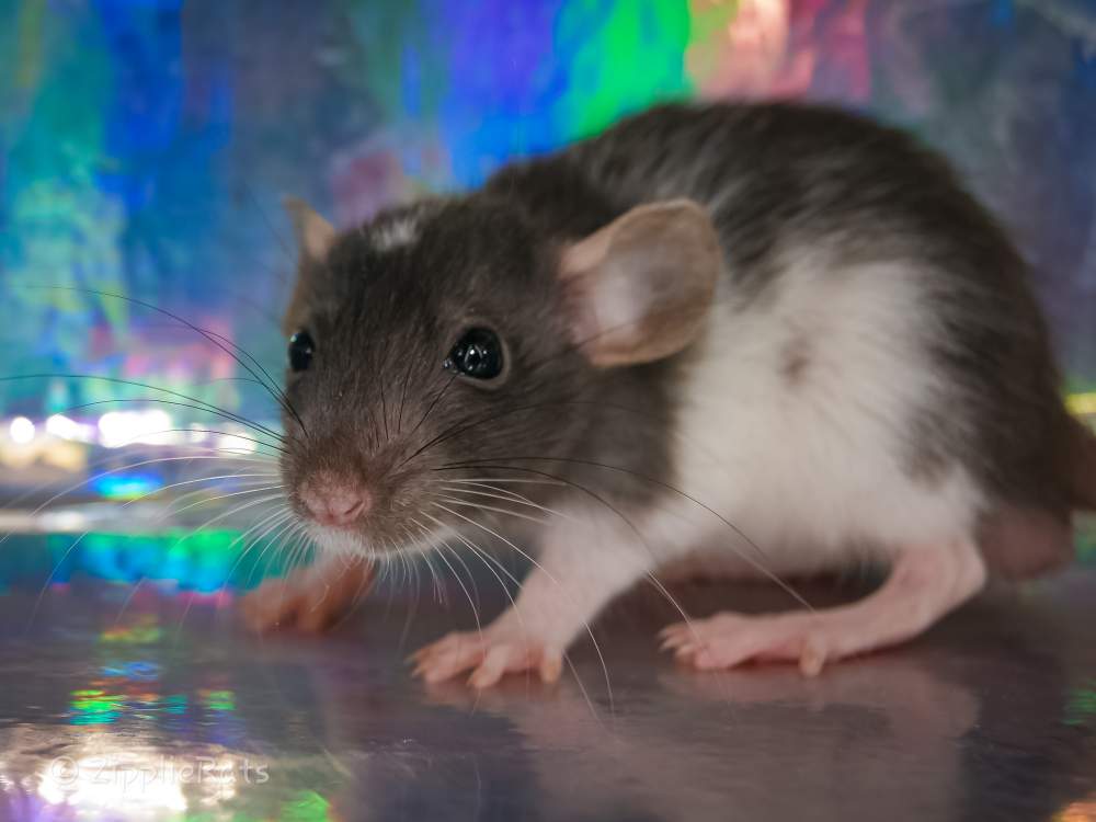 Fancy rat Free Rattus norvegicus 