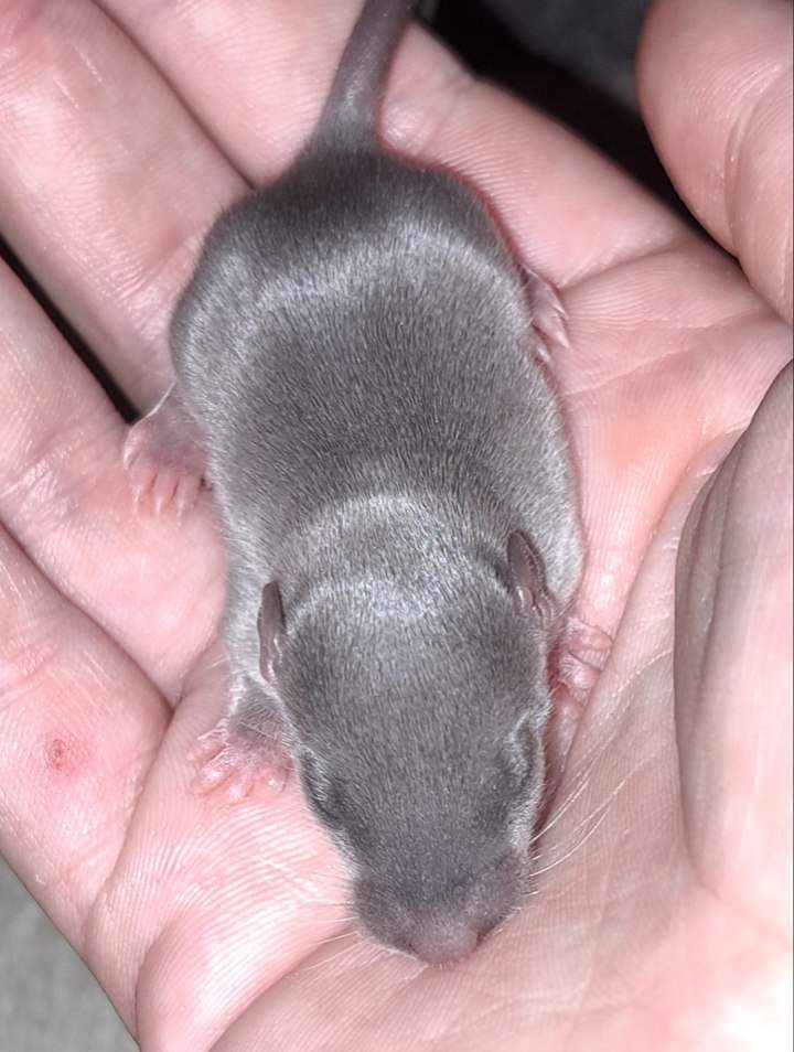 Fancy rat Wild (Observed) Rattus norvegicus 