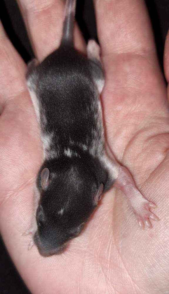 Fancy rat Wild (Observed) Rattus norvegicus 