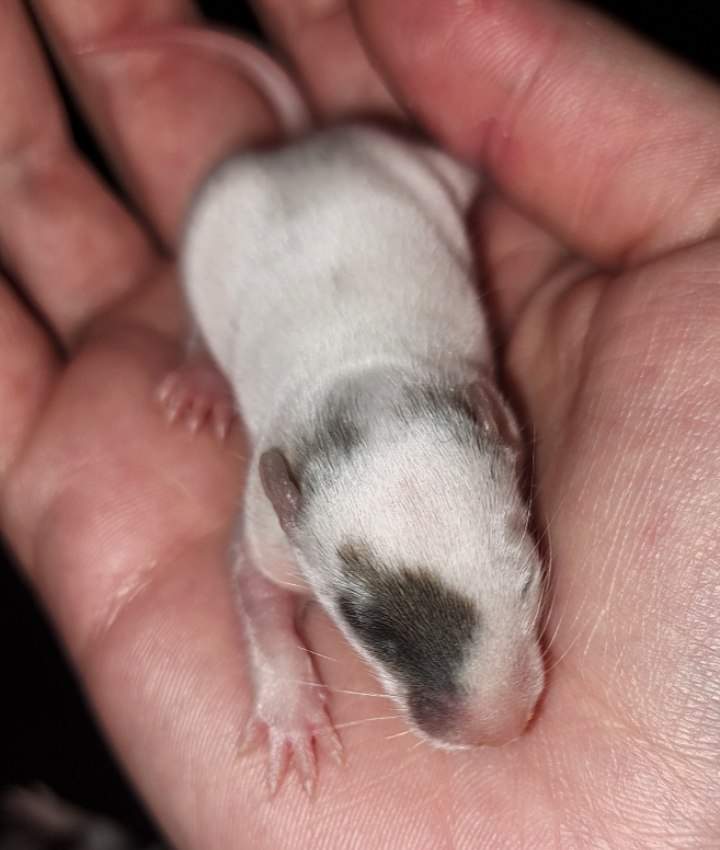 Fancy rat Free Rattus norvegicus 