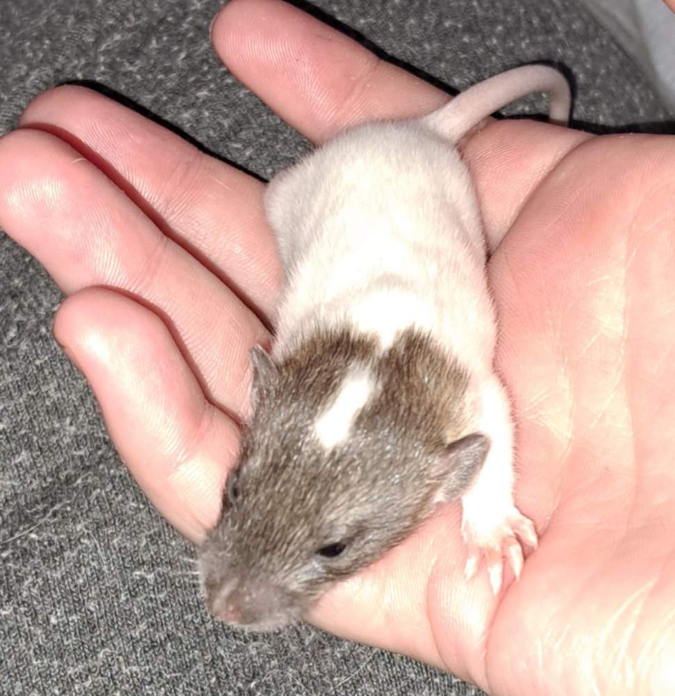 Fancy rat Free Rattus norvegicus 