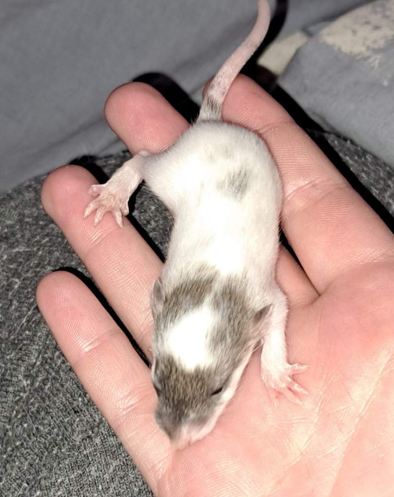 Fancy rat Rehomed Rattus norvegicus 