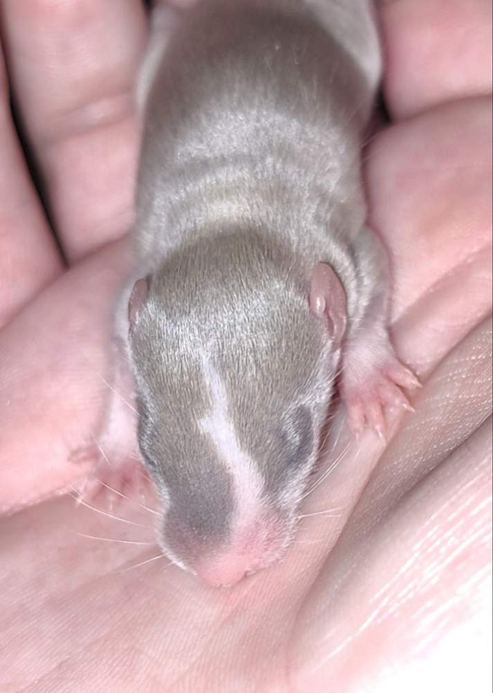 Fancy rat Wild (Observed) Rattus norvegicus 