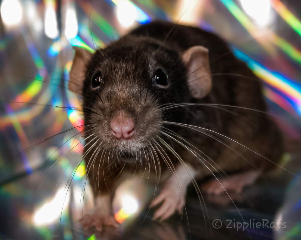 Fancy rat Breeder Rattus norvegicus 