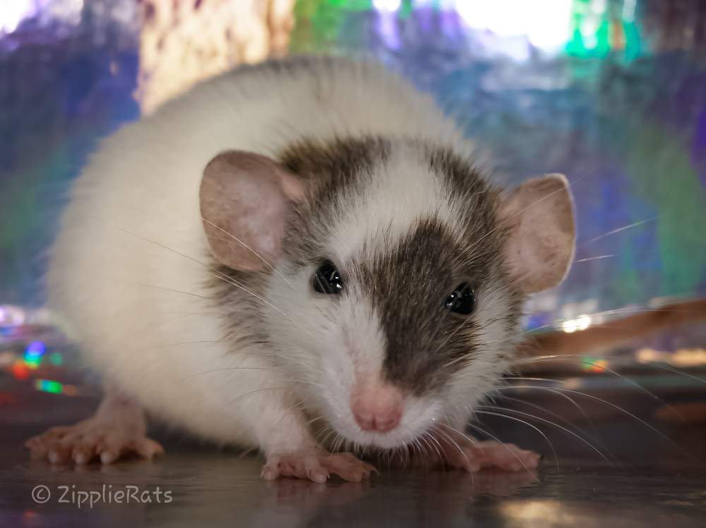 Fancy rat Free Rattus norvegicus 