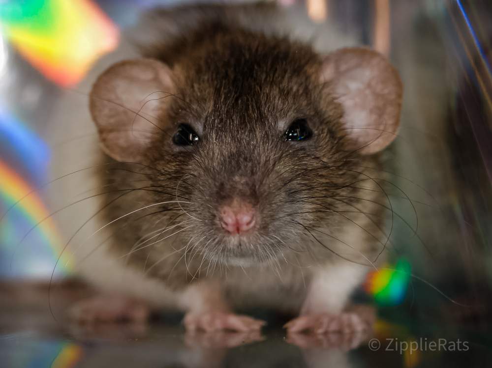 Fancy rat Retired Rattus norvegicus 