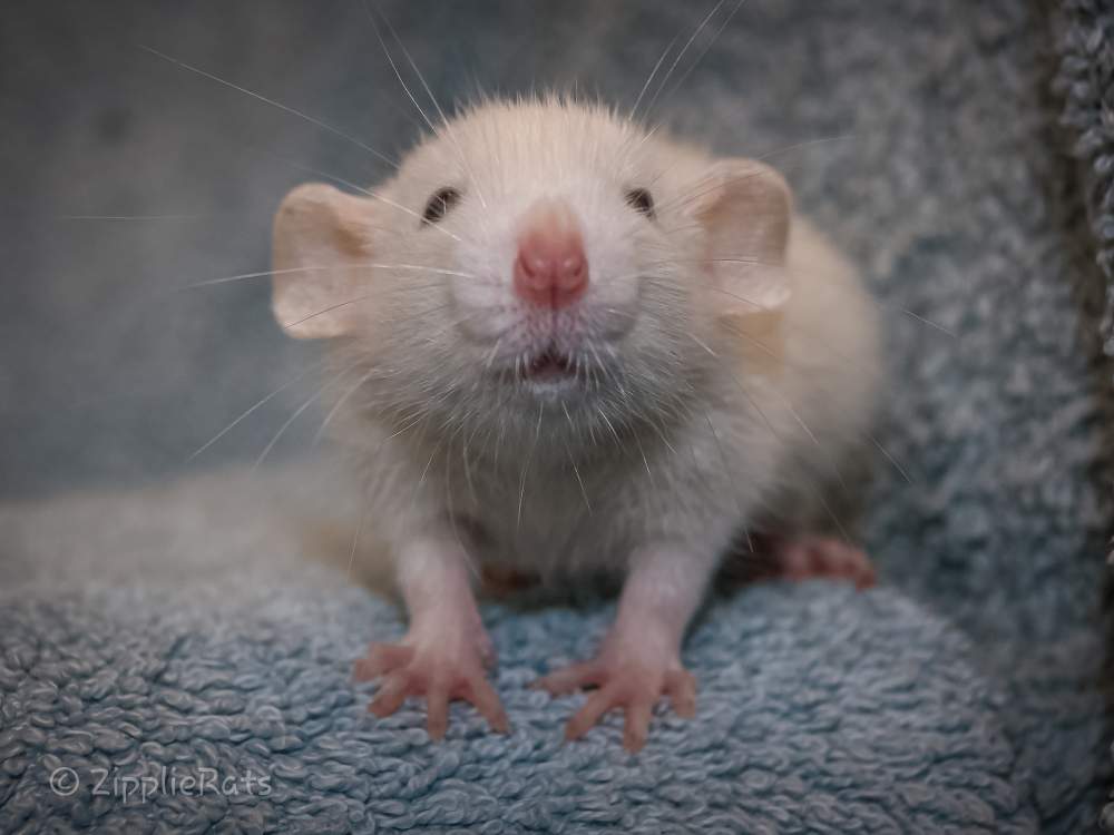 Fancy rat Wild (Observed) Rattus norvegicus 