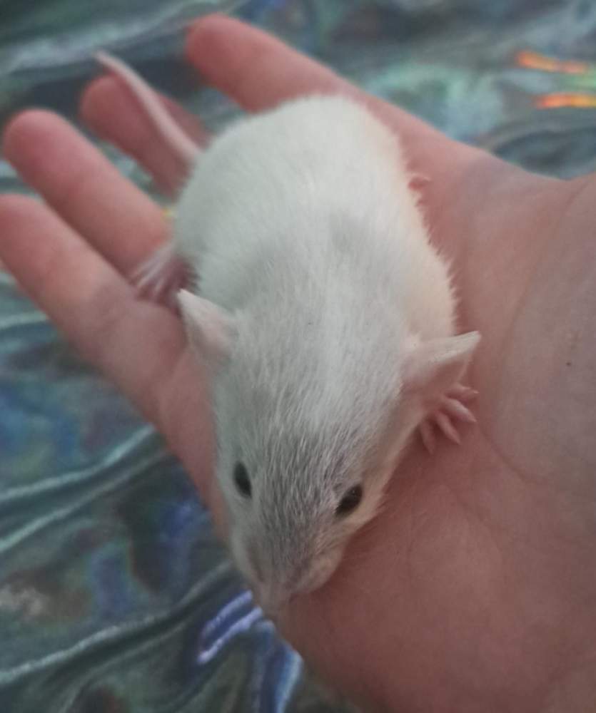 Fancy rat Wild (Observed) Rattus norvegicus 