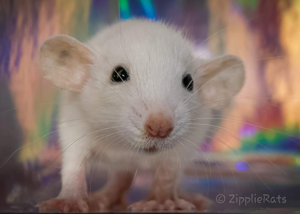 Fancy rat Wild (Observed) Rattus norvegicus 