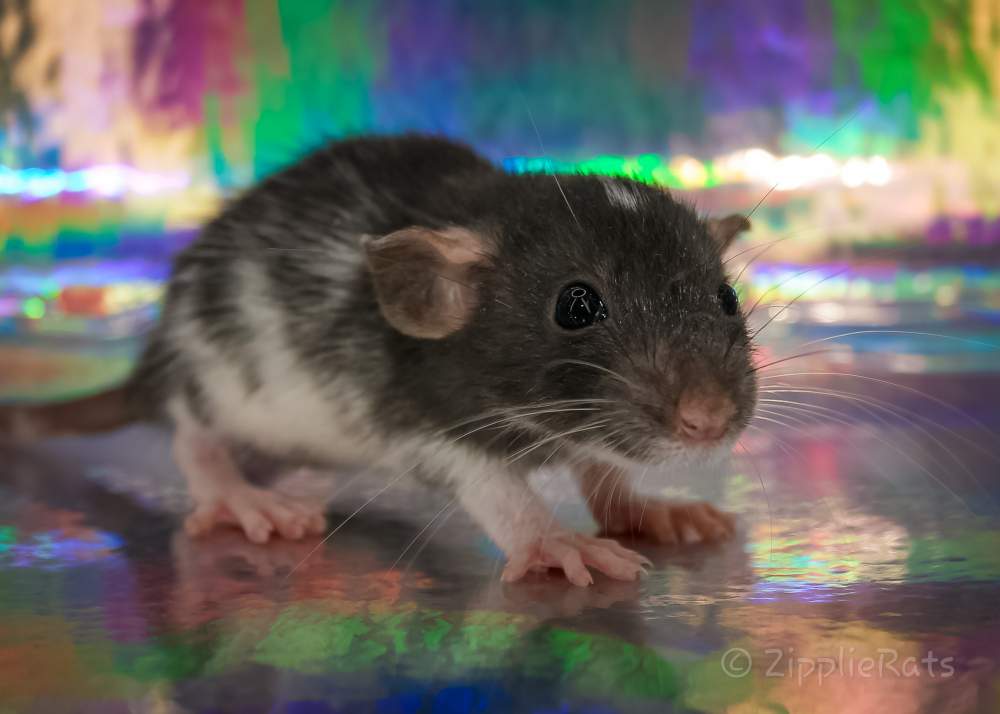 Fancy rat Wild (Observed) Rattus norvegicus 