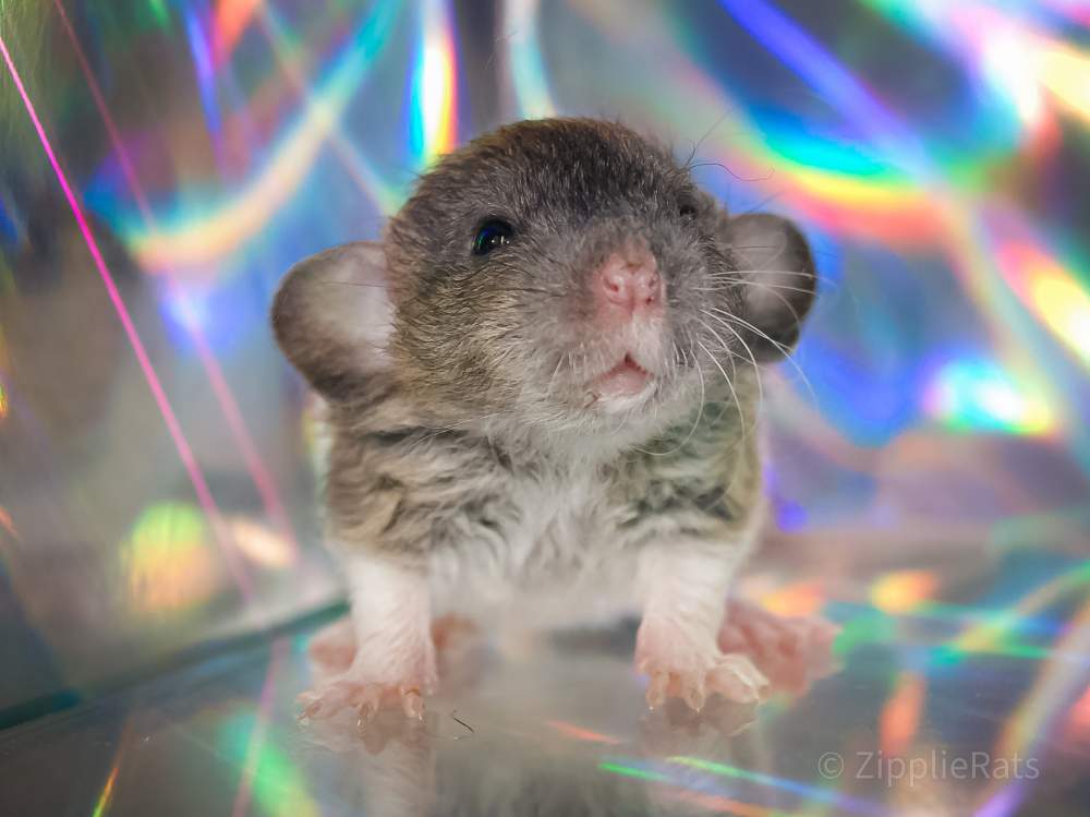 Fancy rat Wild (Observed) Rattus norvegicus 
