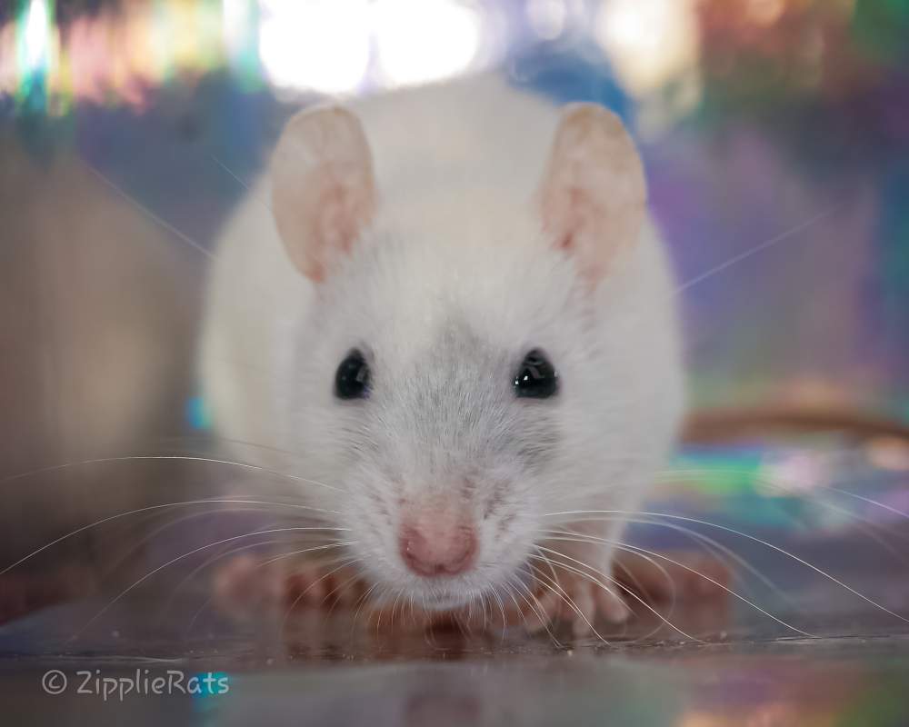 Fancy rat Wild (Observed) Rattus norvegicus 
