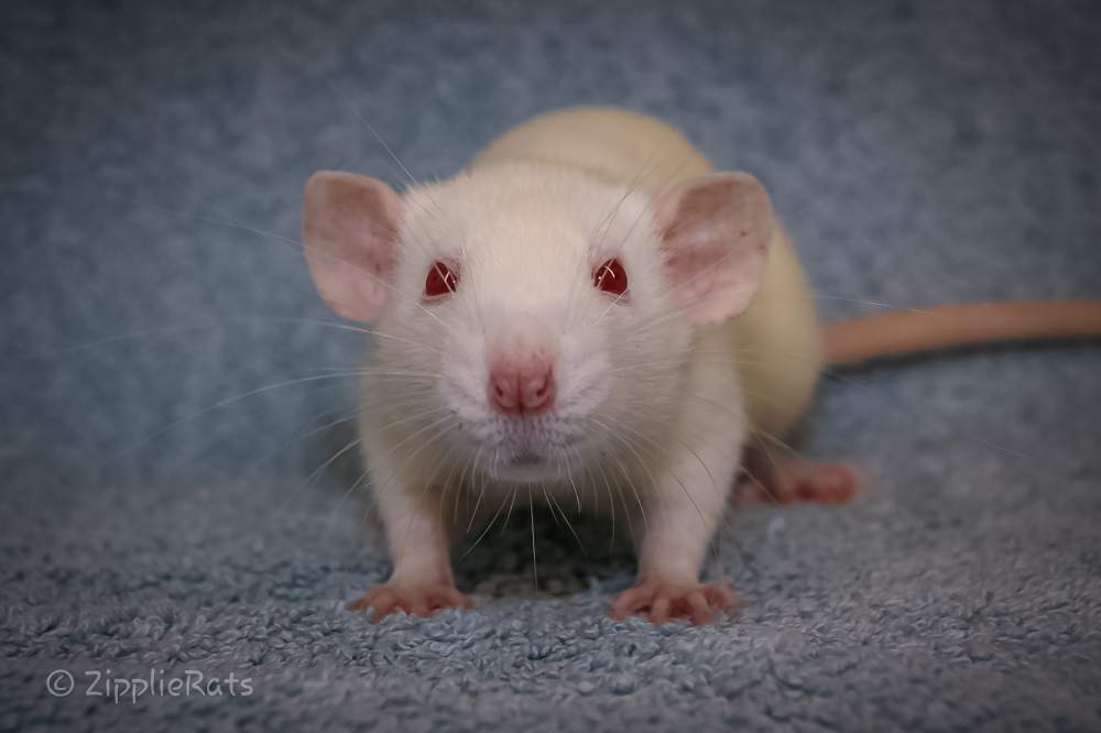 Fancy rat Breeder Rattus norvegicus 