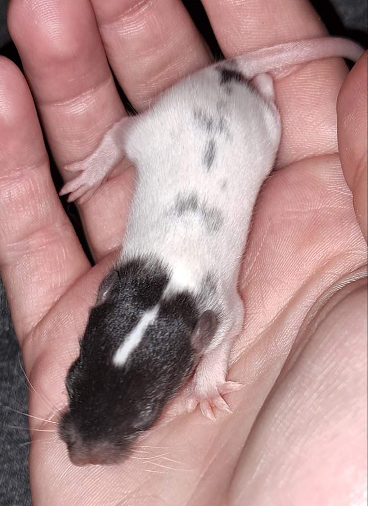 Fancy rat Pet only Rattus norvegicus 