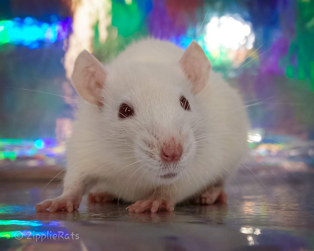 Fancy rat Wild (Observed) Rattus norvegicus 