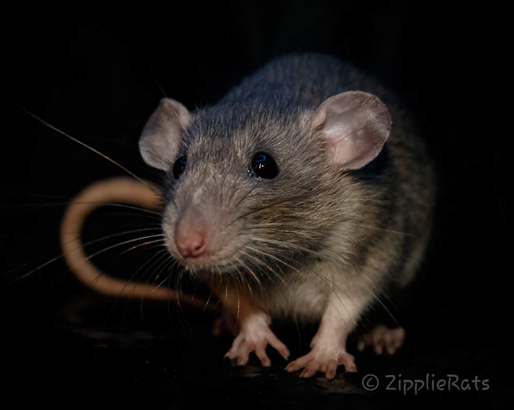 Fancy rat Breeder Rattus norvegicus 
